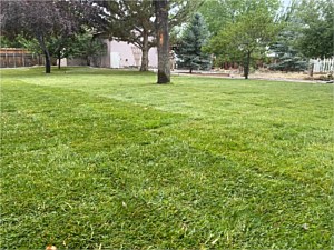 Lawn Care, Carson City, NV